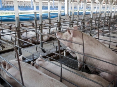 Team demonstrates perils of using high levels of by-products in finisher pig diets