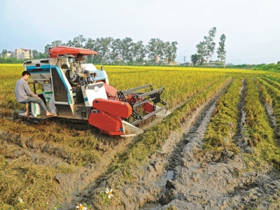 Vietnam changes farming methods to adapt to climate change