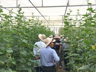 Độc đáo dưa chuột thơm mùi dứa