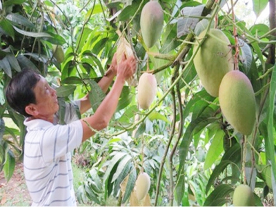 An Giang to export mangoes to US in June