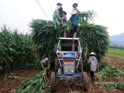 Trồng ngô sinh khối, đón niềm vui mới