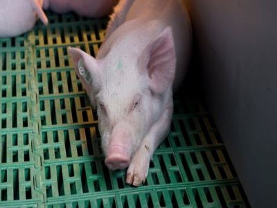 Pigs may transmit FMD before showing symptoms