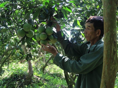 Tiền Giang seeks systematic farming restructure, adherence to zoning plans