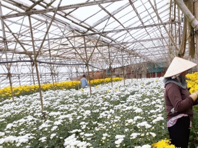 BASFs light stabiliser for greenhouse films helps Vietnamese farmers