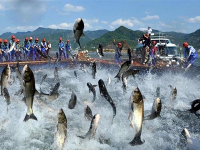 ASEAN emerges as one of biggest importers of Vietnamese tra fish