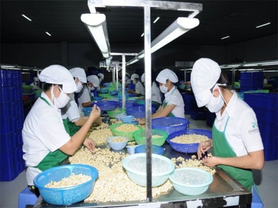 VN cashew sector opposes new pest control regulations