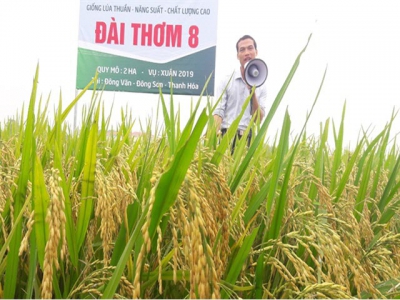 Đài thơm 8, VNR20 gây sốt ở xứ Thanh