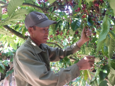 Việt Nam coffee exports plummet on global headwinds