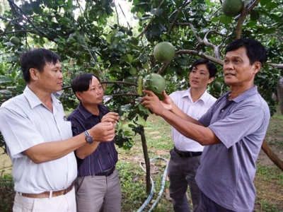 Trái cây Sofri đi khắp năm châu