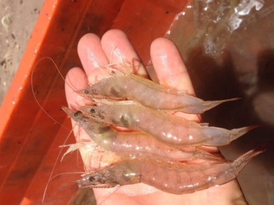 A paradigm shift in assessing shrimp feed sustainability
