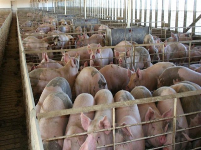 Study confirms optimum calcium:phosphorus ratio for mid-weight pigs