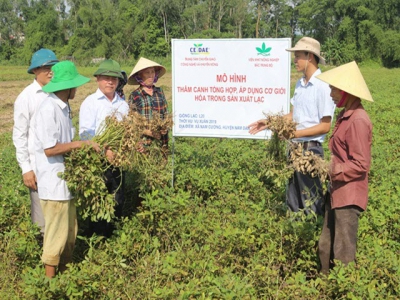 Áp dụng cơ giới hóa giảm chi phí, tăng năng suất lạc