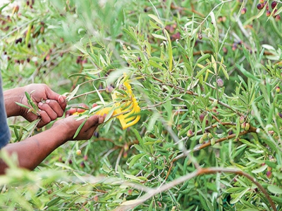 Producing high-quality extra virgin olive oil