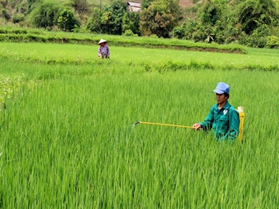 Chăm sóc lúa Hè Thu ở đồng bằng sông Cửu Long