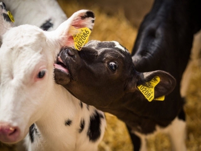 Sodium butyrate may boost gain, feed efficiency in weaned heifers