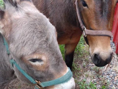 Composting offers solution to horse manure
