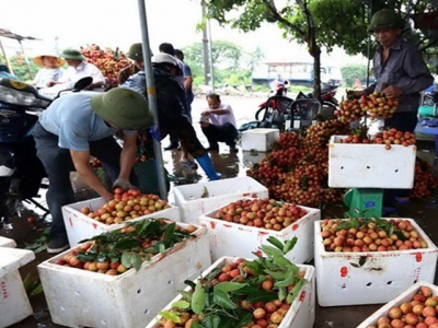Hai Duong aims to harvest 40,000 tonnes of litchi in 2019