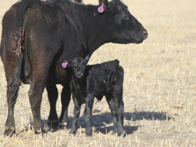 Modified grazing may benefit cow/calf producers