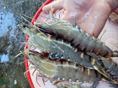 Farmers prefer merchants to shrimp trading floor