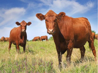 Grass tetany preventable in grazing beef cows