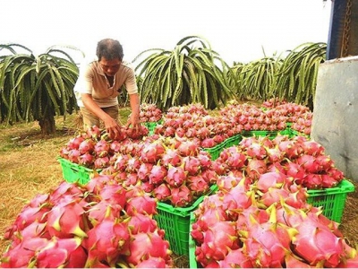 Dragon fruit price breaks record due to prolonged hot weather