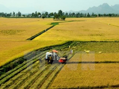 Trà Vinh to switch to other crops on 7,400ha of low-yield rice fields