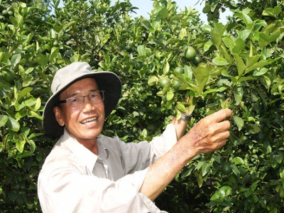 Vị ngọt từ những vụ chanh tứ quý