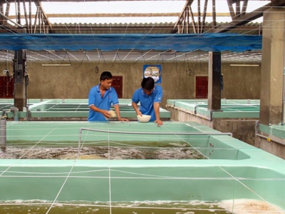 Ninh Thuận a boom town for quality shrimp fry production