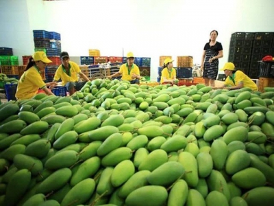 Firm exports 71 tonnes of mango to US