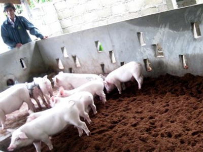 Chăn nuôi an toàn sinh học giúp phòng dịch tả lợn châu Phi hiệu quả