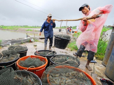 Shrimp farming faces challenges due to misinformation