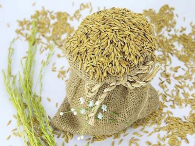 Giá lúa gạo tại An Giang ngày 30-06-2020