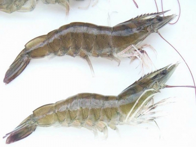 Trà Vinh: Successful production of SPF tiger shrimp adult broodstock