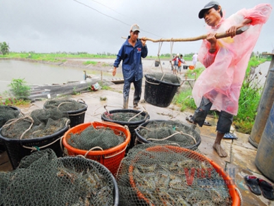 Domestic shrimp price has not recovered