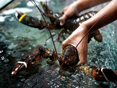 Imported lobster prices are likely at the bottom in Vietnam