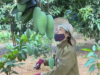 Sơn La mangoes exported to US, Canada and Australia