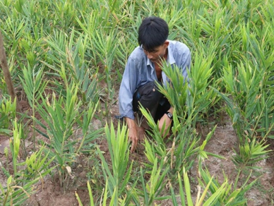 Islet district develops specialised farming areas to adapt to climate change