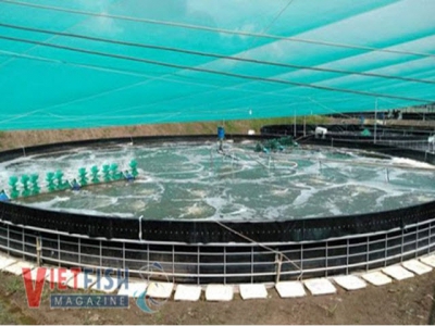 Shrimp cultivation in inland round tank