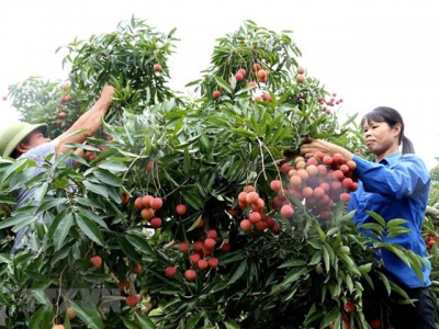Hanoi centre allowed to irradiate fruits for export to Australia
