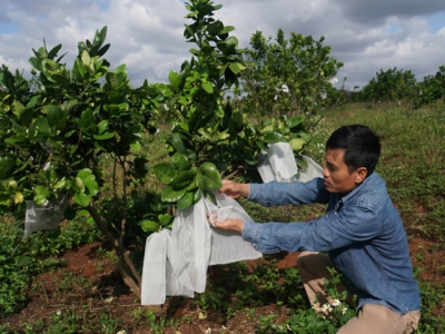 Trồng bưởi da xanh không dùng phân, thuốc hóa học, cho quả quanh năm