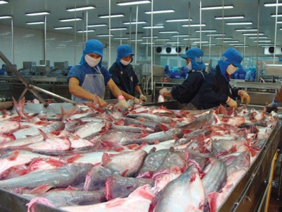 Just one fourth of pangasius households in Cần Thơ earn profit
