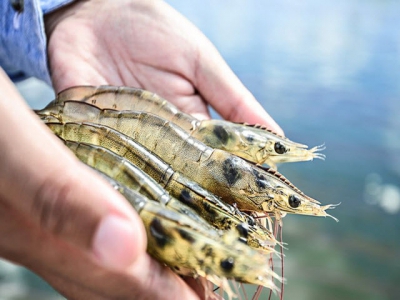 Shrimp cultivation without antibiotics in Khánh Hòa