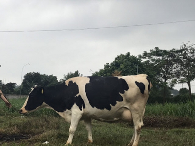 Những lưu ý chăm sóc trâu bò trong mùa nắng nóng