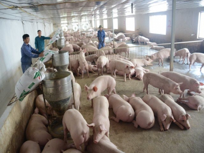 Hướng dẫn tái đàn trong chăn nuôi lợn