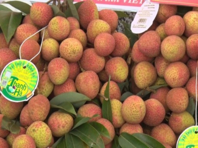 Hải Dương exports first lychees to Japan