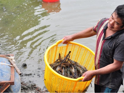 Shrimp exports slightly increase in the first three months of 2020