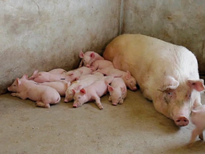 Kinh nghiệm khắc phục lợn nái đẻ ít con