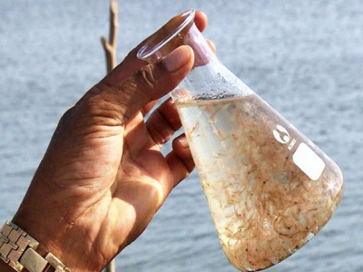 Sóc Trăng farmers reap bumper crop of brine shrimp eggs