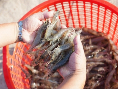 Grobest supports vietnamese shrimp farmers to adopt intensive shrimp farming