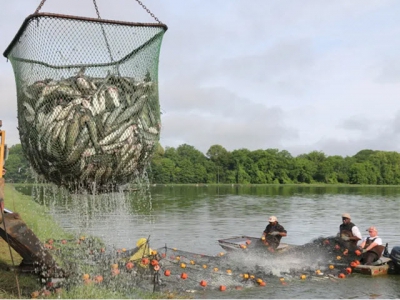 Feed ingredients and feeds for channel catfish - Part 1